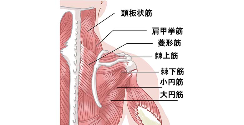 肩こりは整体で本当に改善する？効果的な施術と自宅でできるストレッチ