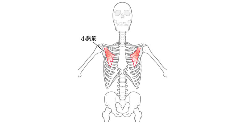 小胸筋