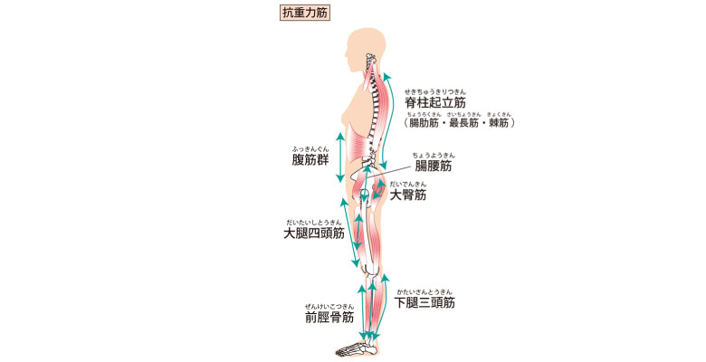 主な抗重力筋