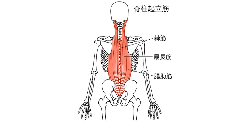 脊柱起立筋の過緊張
