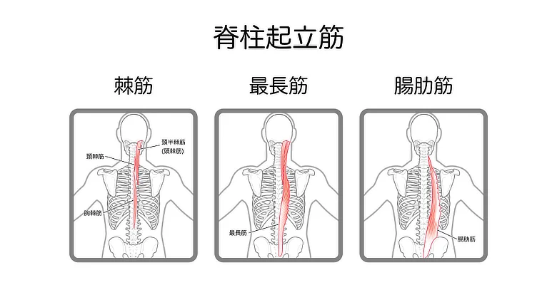 脊柱起立筋