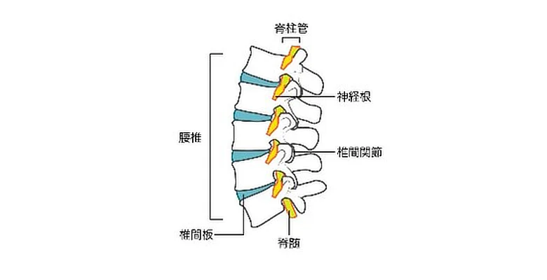 椎間関節