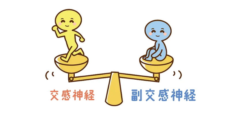 交感神経と副交感神経